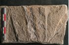 Foto (Detailansicht) von Voltzia heterophylla Brongniart (NHMW-GEO-2024-0188-11133)